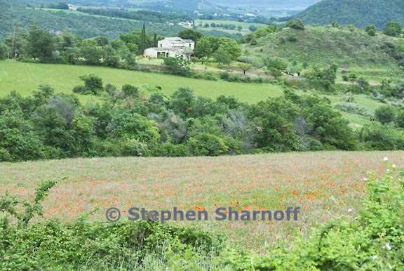flowery field and house graphic